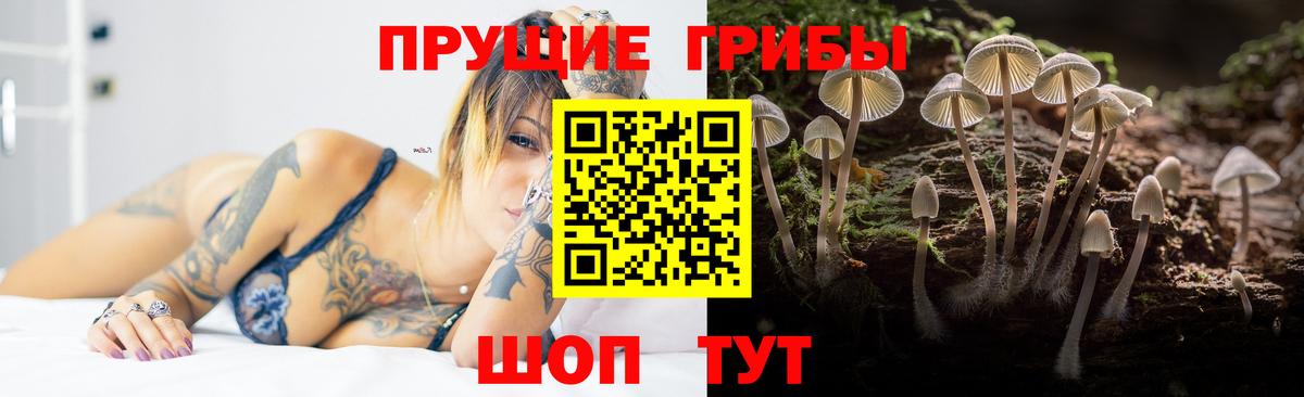 Артём  Галлюциногенные грибы Psilocybine cubensis  Галлюциногенные грибы мицелий  Вход с VPN 